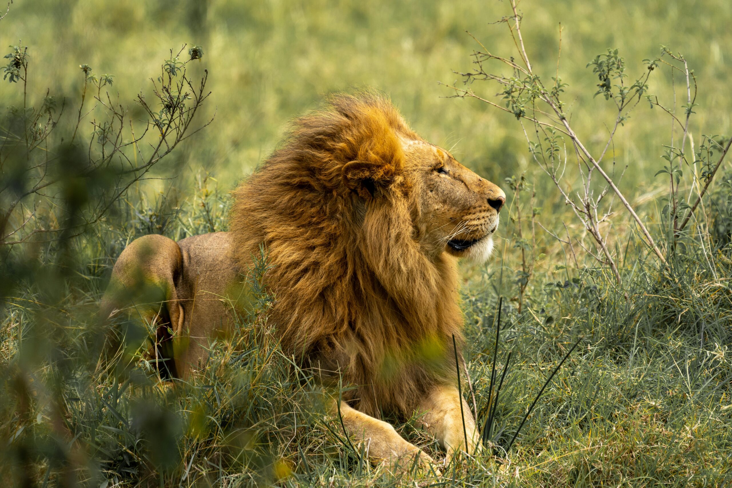 Maasai Mara National Reserve - "The Great Migration Safari"