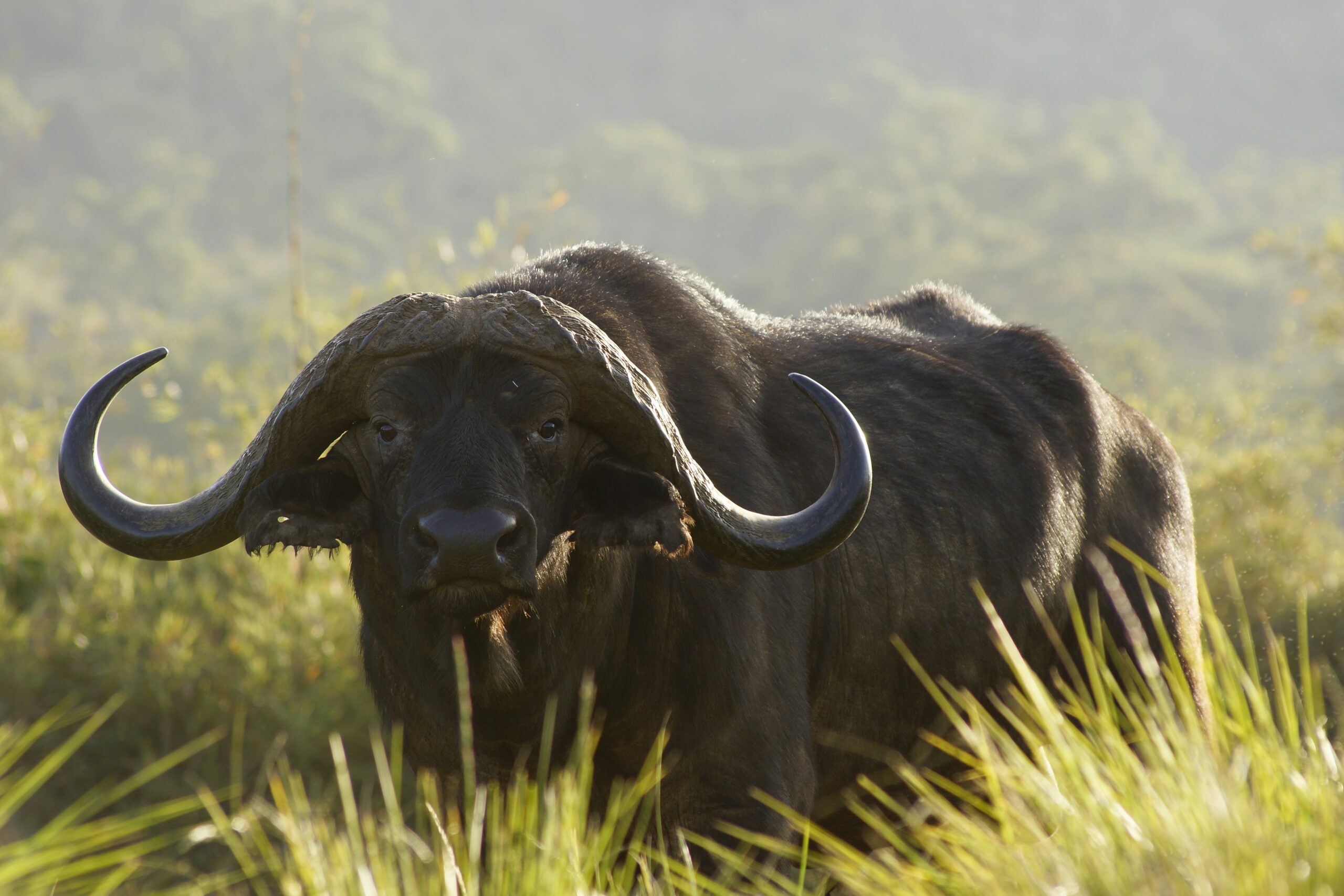 Aberdare National Park - "Highlands Safari"