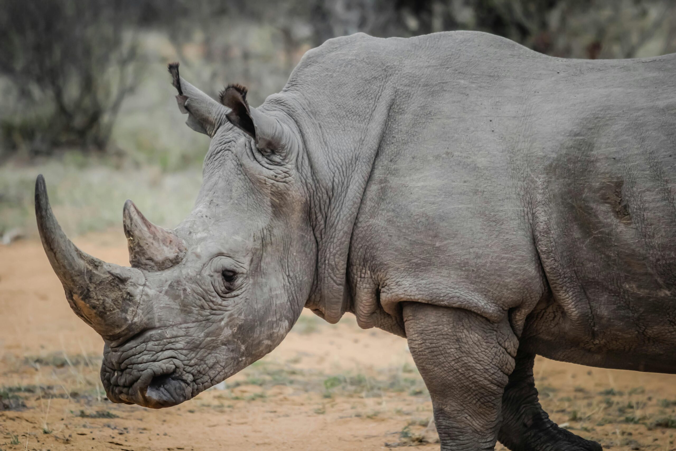 Lake Nakuru National Park - "Flamingo Watch and Rhino Safari"