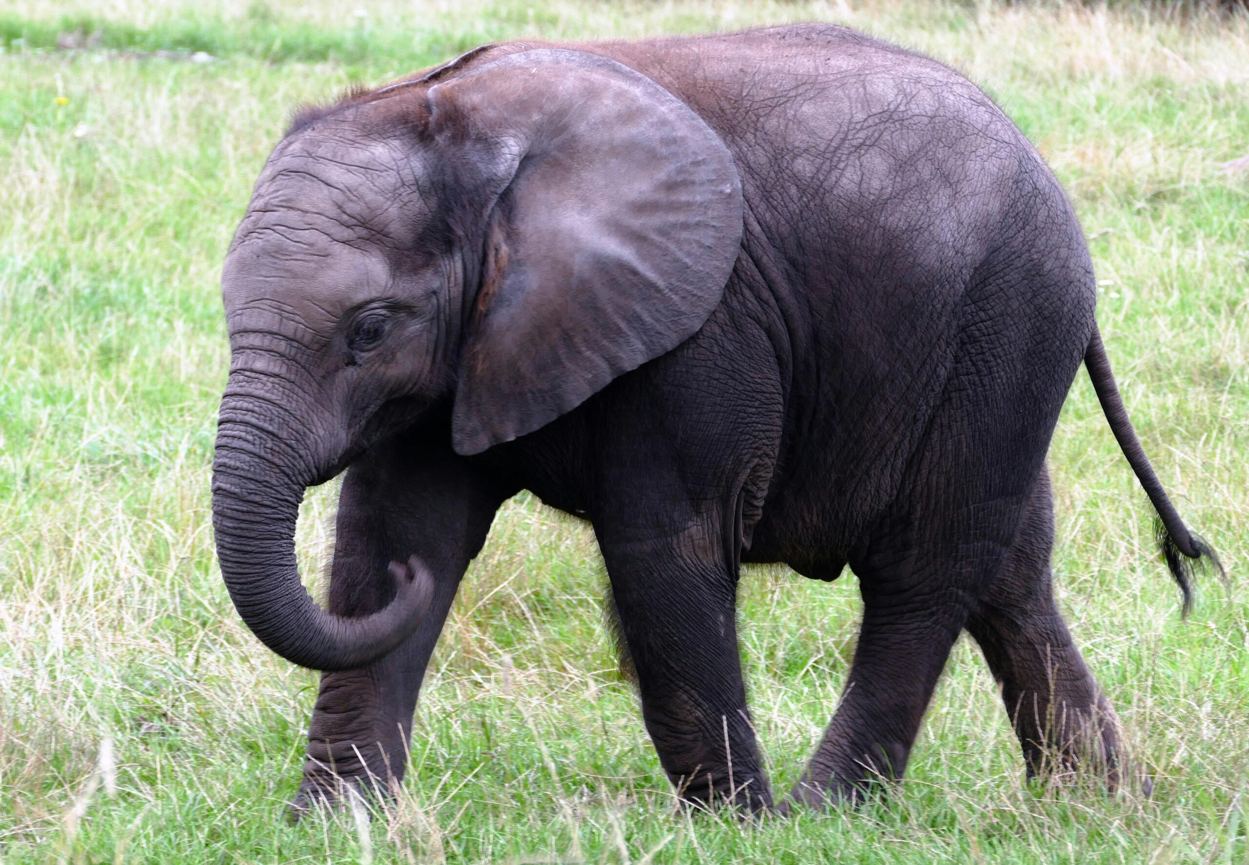 Tsavo National Park - "Red Elephants & Lava Flows"