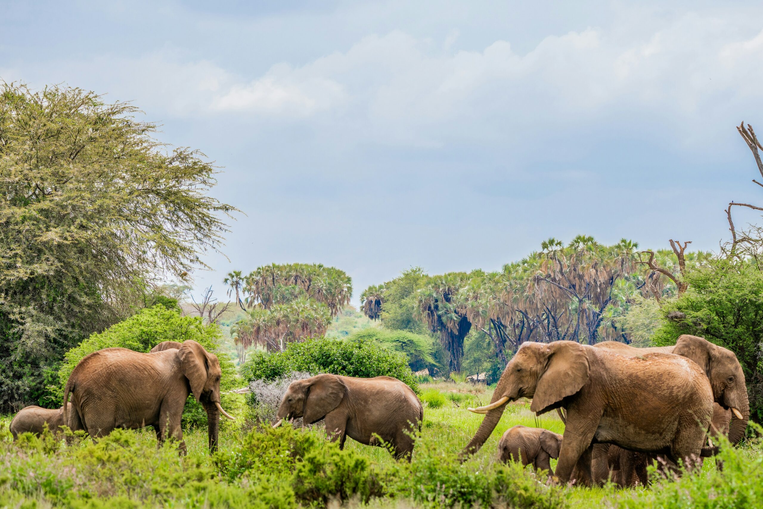 Samburu National Reserve - "Wild North Explorer"